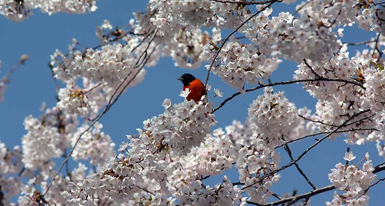 Oriole Park